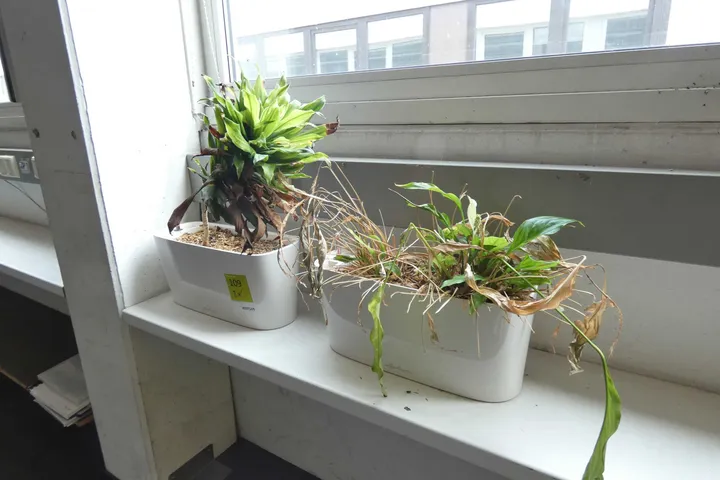 2x Pflanzen mit Topf